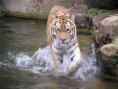 /album/galerie-photos/tigre-de-siberie-extra-jpg/